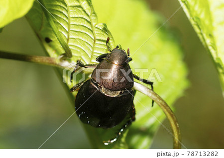 ドウガネブイブイ 78713282