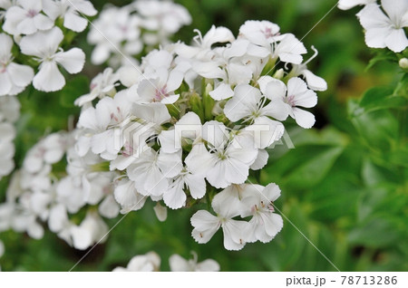 ハマナデシコの花 78713286