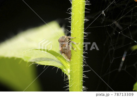 トビイロツノゼミ 78713309