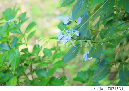 ガクアジサイの花 78713314