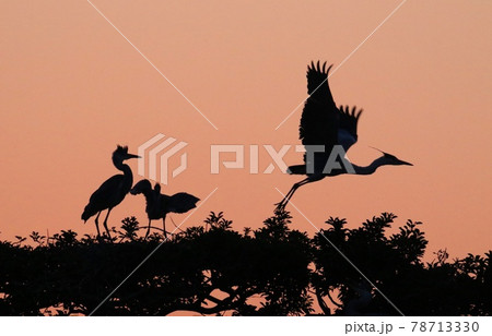 神埼早朝の水鳥の楽園 神埼早朝の水鳥の楽園 78713330