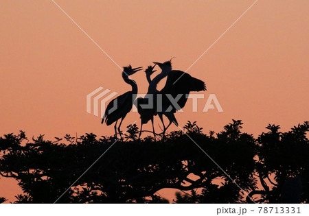神埼早朝の水鳥の楽園 78713331