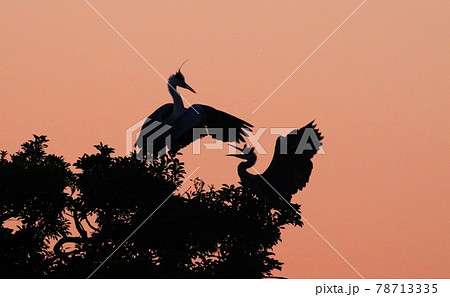 神埼早朝の水鳥の楽園 神埼早朝の水鳥の楽園 78713335