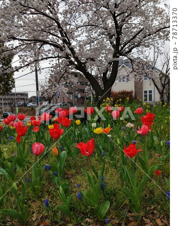 横浜市青葉区 あかね台一丁目   あかね台熊の谷公園（あかねだいくまのやとこうえん）  78713370