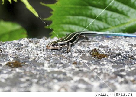 ヒガシニホントカゲ 78713372
