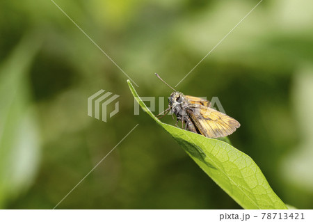 ヒメキマダラセセリ 78713421
