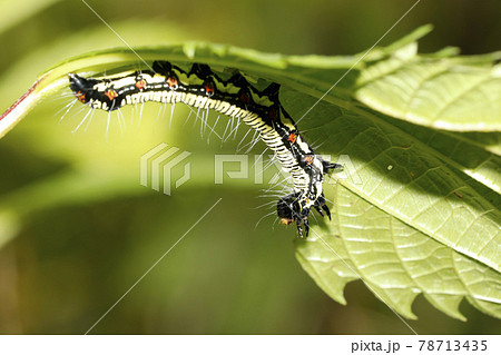 フクラスズメの幼虫 78713435