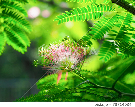6月の朝 ネムノキ 6月の朝 ネムノキ 78714034