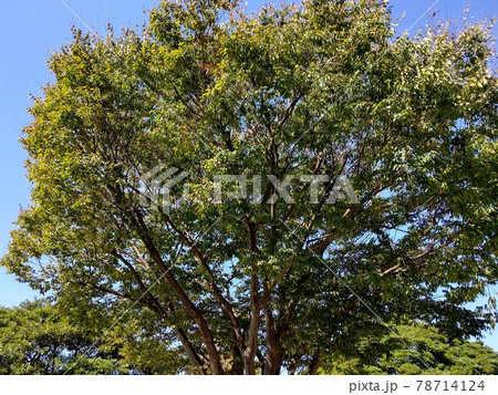 横浜市 港南区 日野南 日野南公園 近隣公園 横浜市 港南区 日野南 日野南公園 近隣公園 78714124