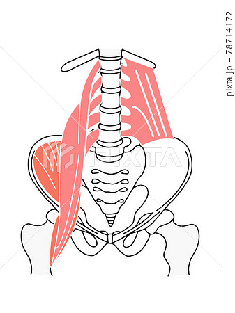 腰痛に関連する筋肉と骨盤部分の骨格イラストのイラスト素材