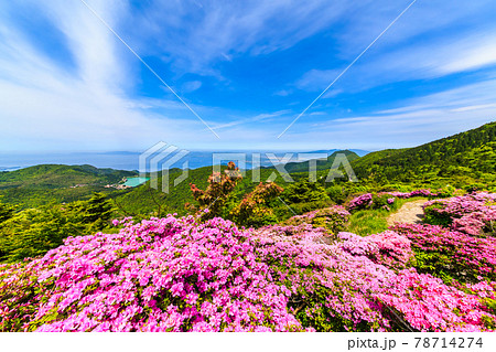 仁田峠のミヤマキリシマ　【長崎県雲仙市】 78714274