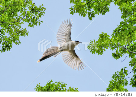 Azure-winged magpie(オナガ) 78714283