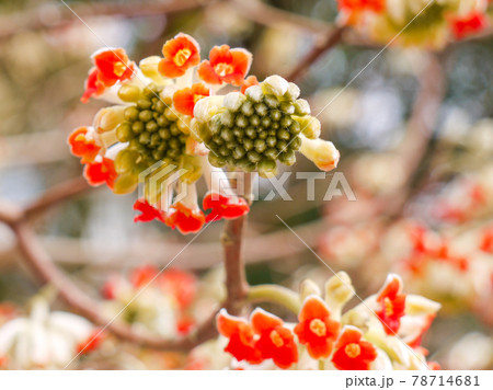 榛名梅林に咲くミツマタの花 榛名梅林に咲くミツマタの花 78714681