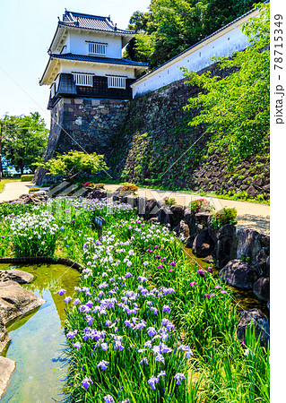 大村公園の花菖蒲 長崎県大村市 の写真素材