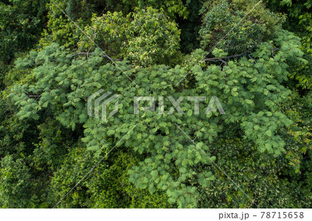Beautiful landscape in summer tropical forest Beautiful landscape in summer tropical forest 78715658