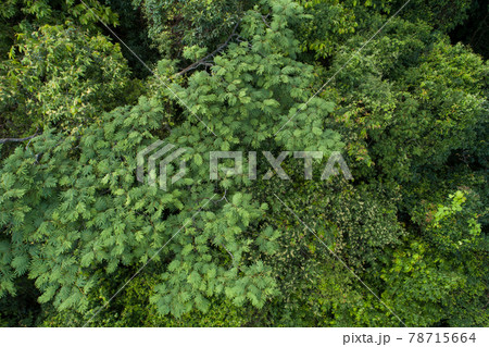 Beautiful  landscape in summer tropical forest 78715664