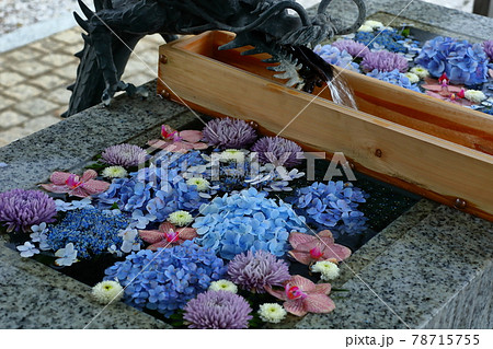 埼玉県川越市　川越八幡宮の紫陽花の花手水 78715755