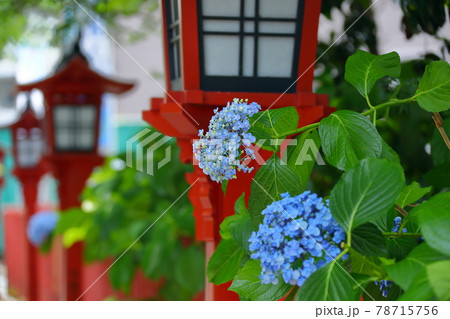 埼玉県川越市　川越八幡宮の参道のアジサイ 78715756