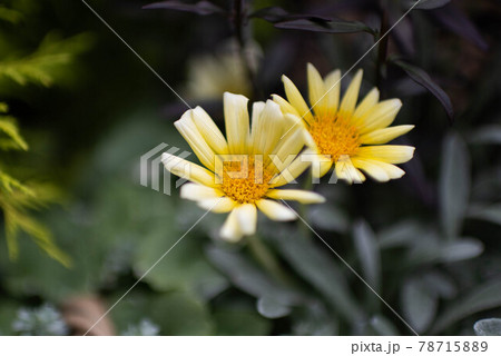 黄色の花 78715889