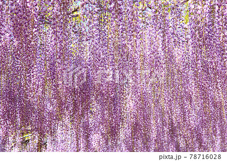 紫色の藤　背景 78716028