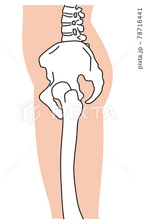 横から見た骨盤　脚　骨格 78716441