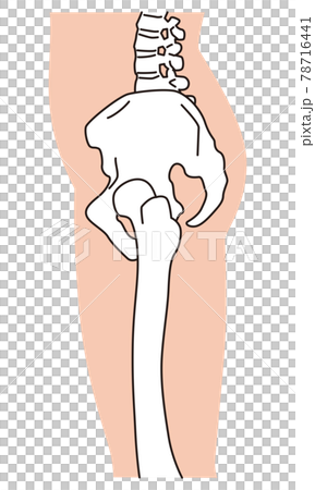 從側面看骨盆腿骨架 78716441