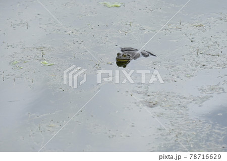 池に浮かんでいる大きなウシガエル 78716629