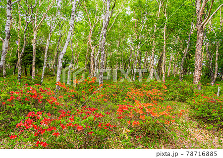 （長野県）美ヶ原高原　白樺平のレンゲツツジ 78716885