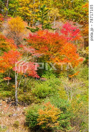 八千穂高原の森（秋）：八千穂高原自然園 78717105