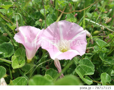 ハマヒルガオ 78717115
