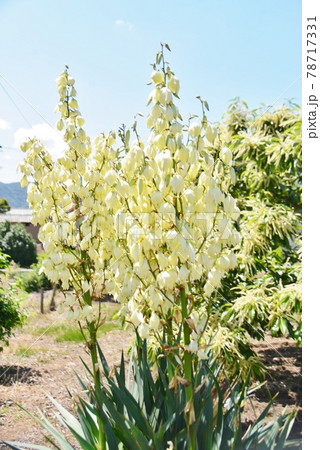 おわんを伏せたような白い花 ユッカラン おわんを伏せたような白い花 ユッカラン 78717331