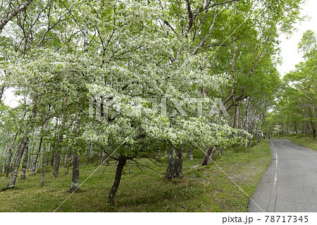 （長野県）美ヶ原高原　コナシの花咲く白樺平 78717345