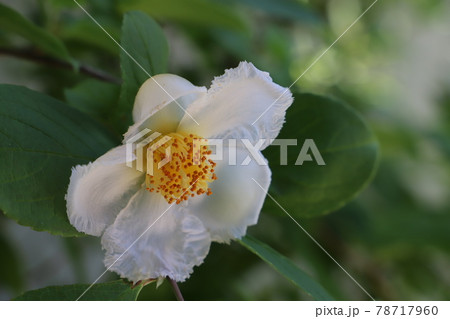 初夏の庭に咲く白いナツツバキの花 初夏の庭に咲く白いナツツバキの花 78717960