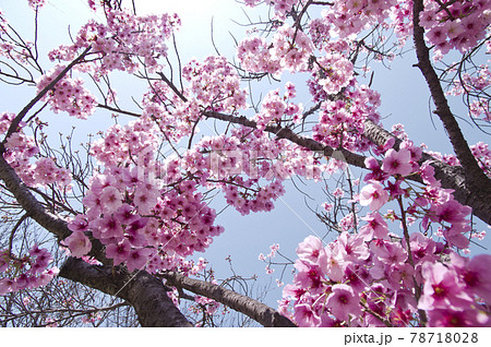 青空の下、公園の桜の花が満開でとてもきれいです。桜の名前はヨウコウ （陽光）です。 78718028