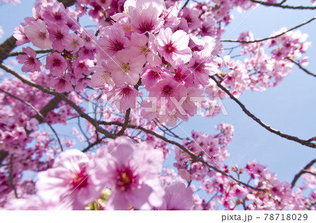 青空の下、公園の桜の花が満開でとてもきれいです。桜の名前はヨウコウ （陽光）です。 78718029