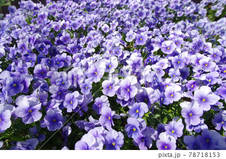公園の花壇に紫色のパンジー（pansy）の花が咲いています。 78718153