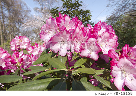 石楠花園にシャクナゲの花が咲いています。 78718159