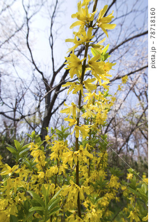 シナレンギョウの黄色い花が咲いています。学名はForsythia viridissimaです。 78718160