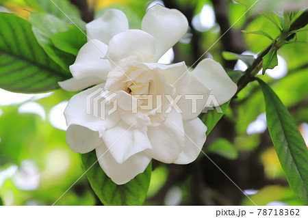 雨の日の鮮やかな八重のクチナシの花 78718362