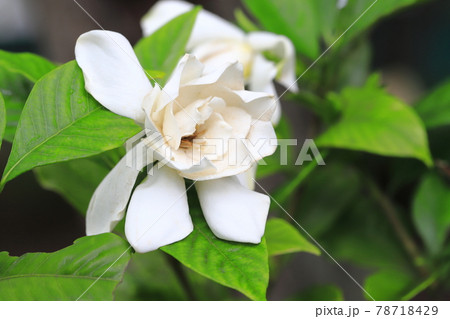 雨の日の鮮やかな八重のクチナシの花 78718429