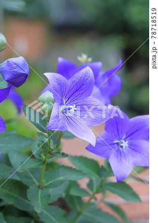 紫色の桔梗（キキョウ）　 78718519