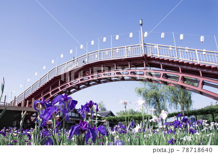 あやめ 潮来あやめ園 あやめ 潮来あやめ園 78718640