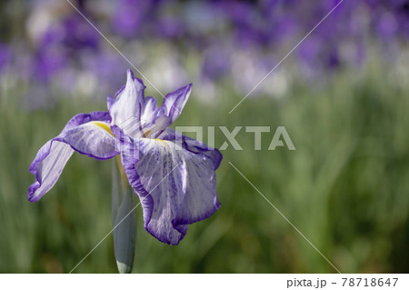 あやめ　潮来あやめ園 78718647