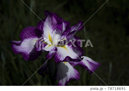 あやめ　潮来あやめ園 78718691