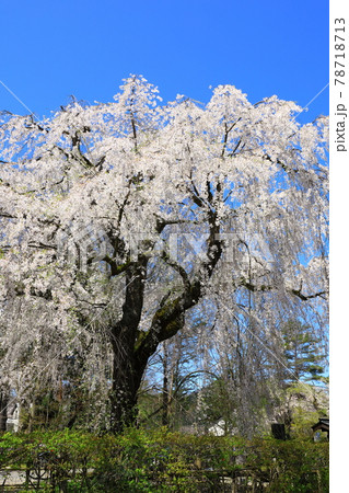 角館武家屋敷 満開の桜 角館武家屋敷 満開の桜 78718713