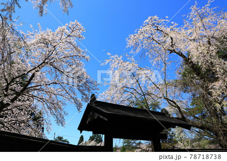 角館武家屋敷 満開の桜 角館武家屋敷 満開の桜 78718738