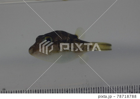 キタマクラ 78718788