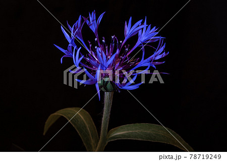 Centaurea montana flower on black background 78719249