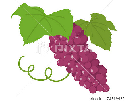 秋の味覚ぶどう 葡萄 ブドウのイラスト素材