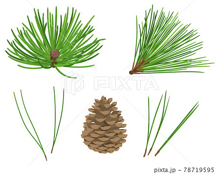 松葉とまつぼっくりのイラスト 78719595